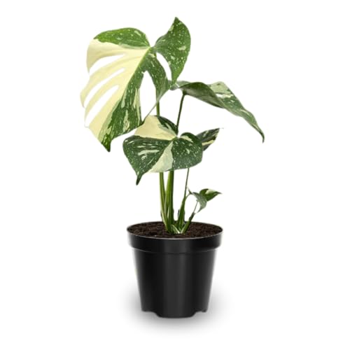 Monstera Plant 4-6 Inch Live Indoor Plant Split Leaf Houseplant for Home Office Decoration No Pot (Variegated Monstera)