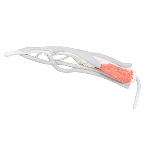 Image of 3B Scientific M19 Internal Finger Structure Model - 3B Smart Anatomy
