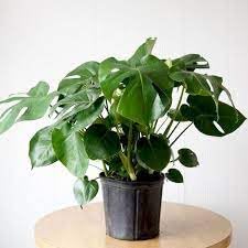 See full amazon price history chart for PlantaZee Monstera Mini Indoor Plant For Home and Garden with Pot PlantaZee Monstera Mini Indoor Plant For Home and Garden with Pot (B0CTQJV7MR) Amazon Price History, Amazon Price Tracker