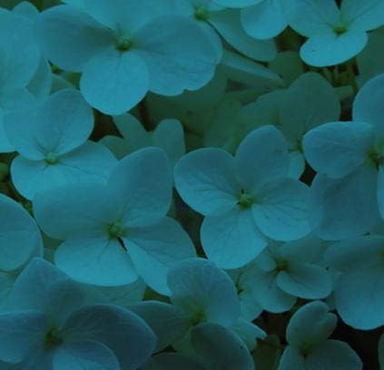 Design Master Absorbit Stem Dye for Fresh Cut Flowers Matte Finish Systemic (Teal Blue)