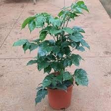 Radermachera Sinica China Doll Small Plant, Live Garden Plant, 1 Plant (B0D9BXJK2Z) Amazon Price History, Amazon Price Tracker