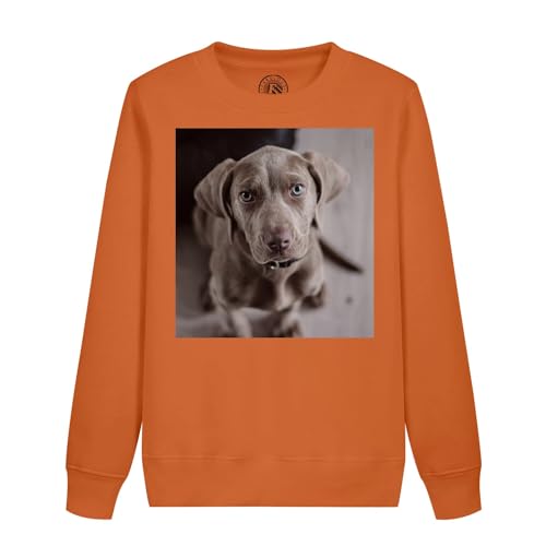 Sweatshirt enfant braque de weimar pull mignon gros chien gris
