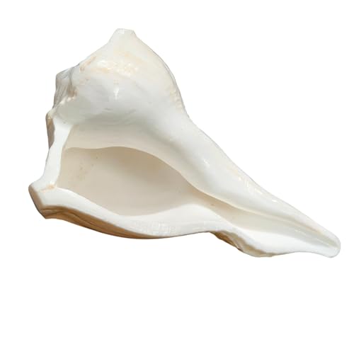 Right Hand Dakshinavarti Shankh 5" inch | Rare Lakshmi Conch for Puja | Non-Blowable Sea Shell for Abhishek, Pooja, Diwali Decor, Hindu Worship, Home Temple Gift