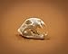 Skullies - Miniature Leopard Skull
