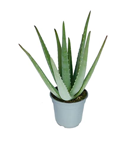 Aloe Barbadensis Natural Suculenta Aloe Vera Resisitente y Fácil de Cuidar