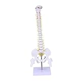 Gatuida Wirbelsäulenmodell aus Pvc für Anatomie-übung mit Bandscheiben Nervenwurzeln und Wirbelsäulenabschnitten für Ausbildung und Demonstration