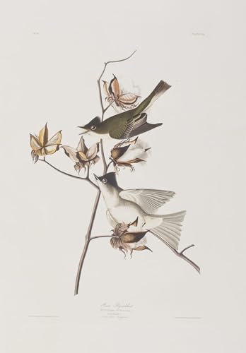 Illustration d'oiseaux d'Amérique Audubon pour habiller un grand mur vide