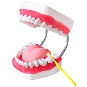 Teeth Mouth Model 6X Enlarged with Metal Hinge, Complete Set Teeth and Removable Tongue, PVC Speech Therapy Tool, Includes Toothbrush, Ideal for Brushing Teaching Dental Model and Language Education