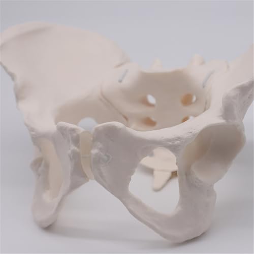 Image of Life Size Female Pelvis Model, Demonstrate with Motion, Flexible Female Anatomy Model, Hip Bone Pelvic Anatomical Model for Science Education Midwife in Obstetrics, Gynecology & Patent Communication