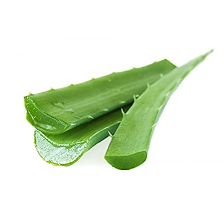 Retail Charm, Aloe Vera Leaves Green Organic herb (1 Kg) fresh Aloevera leaf fresh aloevera leaf