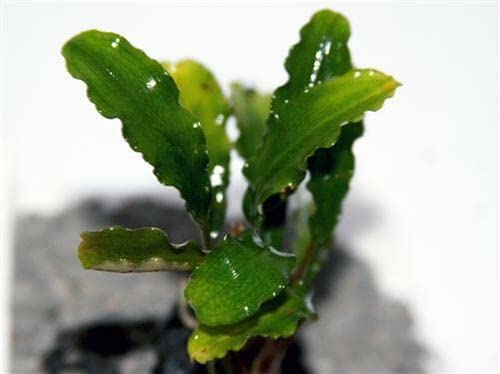 Maalavya Live Aquarium Aquatic Plant (Bucephalandra Green Wavy Leaf) On Lava Rock 7 to 10 Leaves (Pack of 2) (B0B2S6BQD1) Amazon Price History, Amazon Price Tracker