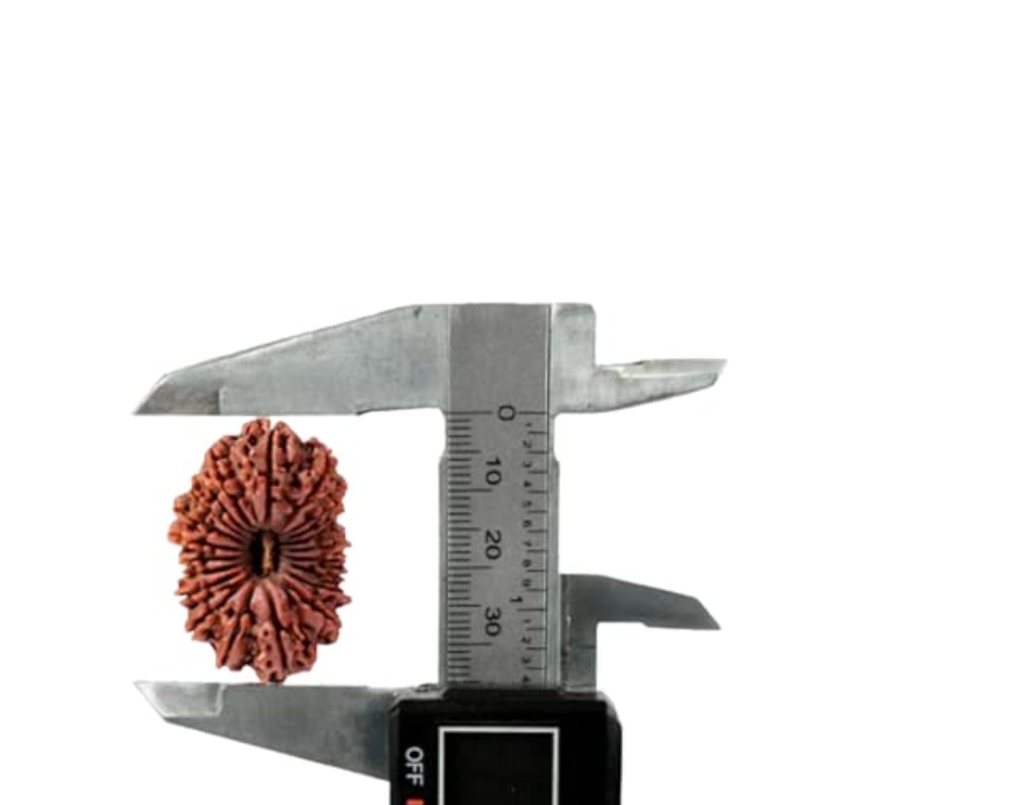 21 Mukhi Rudraksha with Silver Capping, Original Certified