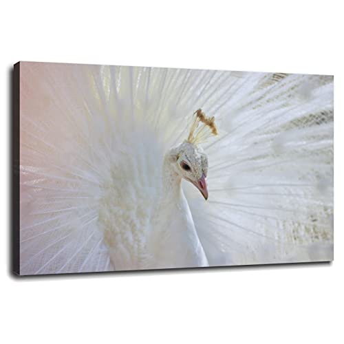 (similarly style)White Peacock Birds Animal Poster - Stunning Wildlife Photos - Picture Decor Wall Poster Canvas Prints - Wall Art for Home Office Decorations - Framed 18"x12" - Custom