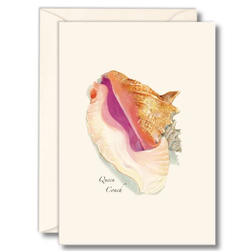 Image of Earth Sky + Water - Queen Conch Shell Boxed Note Cards
