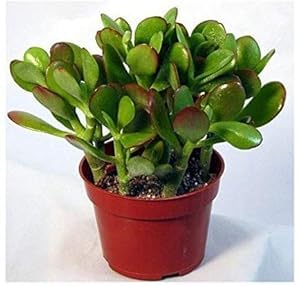 The Green Beach Live Good Luck Crassula Ovata Jade indoor Plant w...
