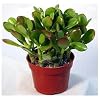Gim Jack Galaxy Live Original Kuberakshi Crassula Ovata Vastu Jade gim-jack-galaxy-live-original-kuberakshi-crassula-ovata-vastu-jade