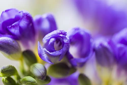 20x Freesia Blue & White Mix Summer Flowering Bulbs Colourful Garden Plant Corms Wedding Fragrant Cut Flowers Size 5/6