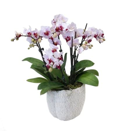 Cloud Farm Exotic Orchid Indoor Live Flower Plant CF_04 (B0B91511Q9) Amazon Price History, Amazon Price Tracker