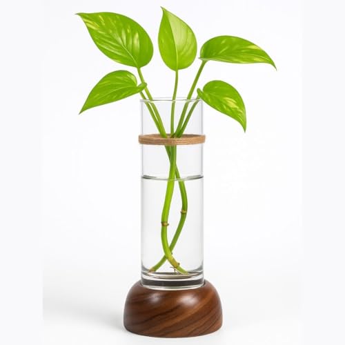 Mintoli Wooden & Glass Hydro Planter 20cm BloomHaus HydroTube Cylinder - Image 2