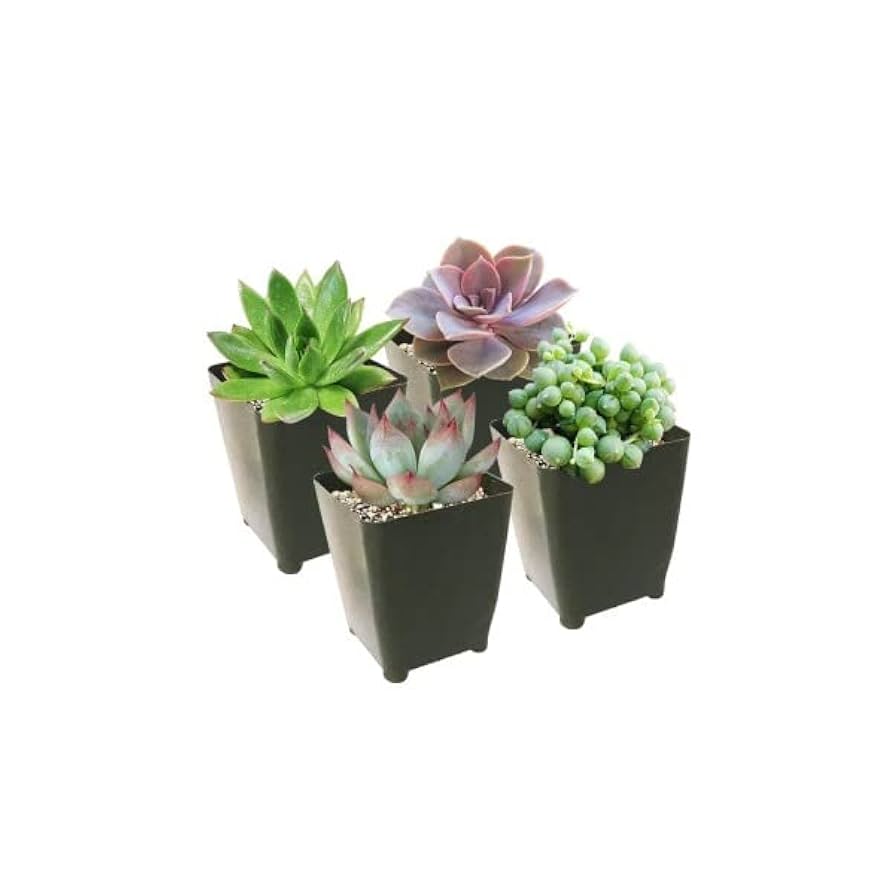 Succulents SucculentsII 2冊セット Succulents SucculentsII 2冊セット（Succulent Plants 2