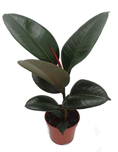 YouGarden Rubber Plant Houseplant, Established Ficus elastica Robusta in 12cm Pot, Ready to Display