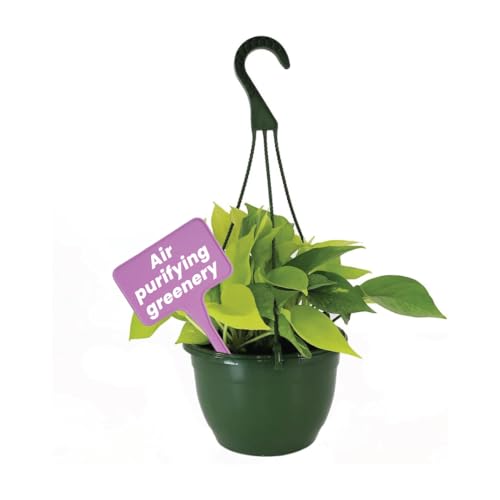 Image of American Plant Exchange Neon Pothos - Live 8-Inch Hanging Basket, Bright Green Trailing Vine, Easy-Care Air Purifying Houseplant for Hanging Planters, Shelves & Indoor Home or Office Decor