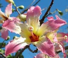 Chorisia speciosa exótico floración árbol botella de seda de hilo de ceiba semillas 20semillas