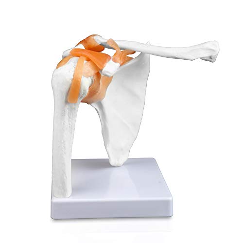 Image of B10227 Shoulder Joint Model, Life Size, 4.5 inch Height, 7 inch Wide, 8 inch Length