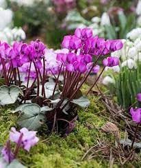 100 Graines De Fleurs De Cyclamen Violet - Idéales Pour Jardin Et Intérieur
