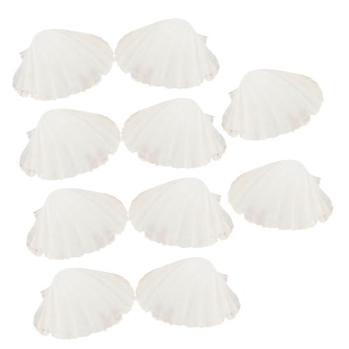 Assiettes dessert décoratif en coquille naturelle pour remplacer la vaisselle jetable monotone