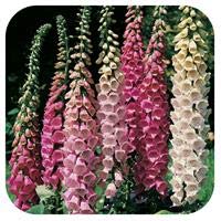 6 x Foxglove Digitalis 'Foxy Mixed' Plug Plants Large