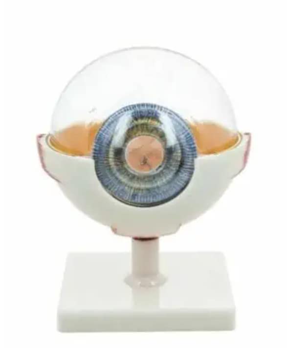 Premium Human Eye Model with Dissectible Eye Ball 7 Parts can Enlarged 5 Times