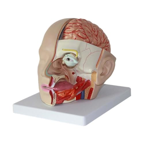 Modèle de cerveau humain AMITD 4 parties pour mémoriser facilement l'anatomie