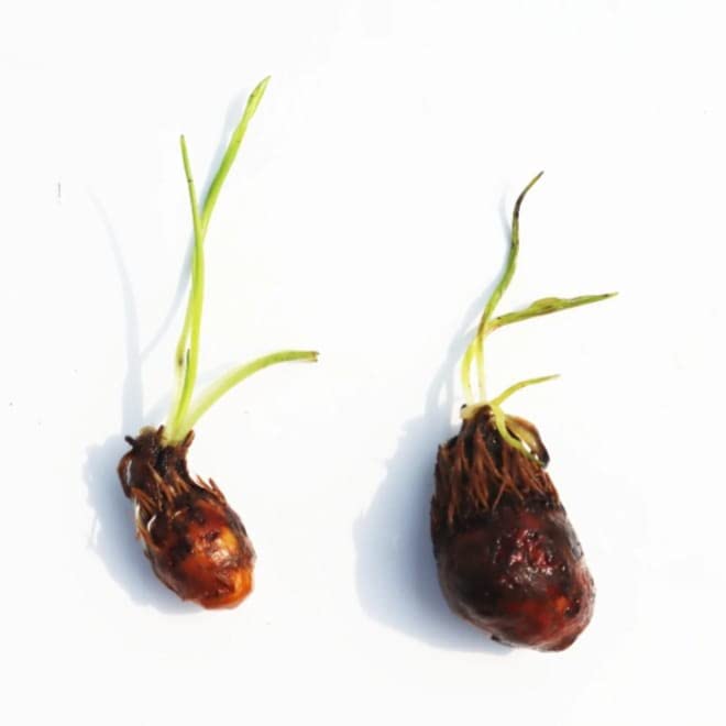 Aquarium live plant seed pack of 5 big (B0B1XDZYDH) Amazon Price History, Amazon Price Tracker