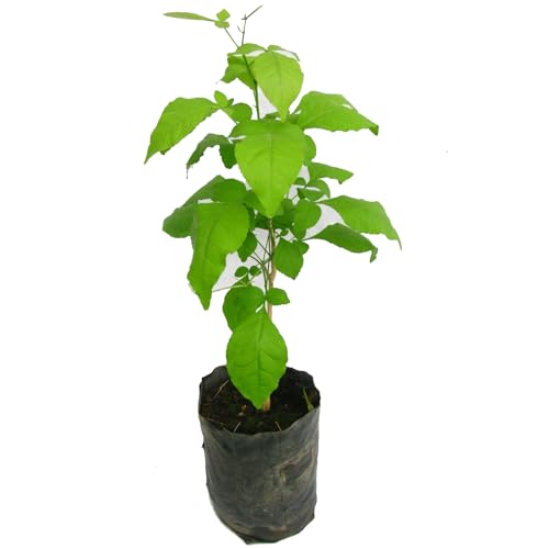 Image of Kalfo Live Bilva Leaf Bel Patra Plant Bael Leaf Bel Patra for Puja Bael Fruit Plant Bilva Leaf Medicinal Plant with Black Plastic Pot