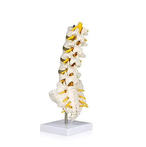 UIGJIOG Modèle Anatomique Articulé Lumbar Colonne de la Colonne vertébrale de qualité médicale 5 Lumbare/vertèbre avec disques intervertébraux, nerfs...