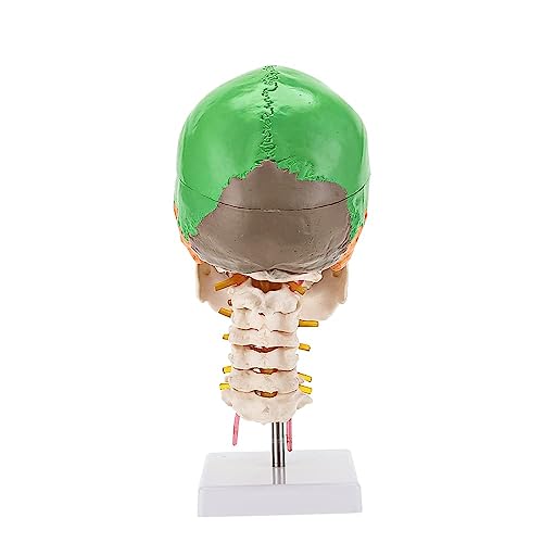 Modèle anatomique de crâne avec axe cervical AMITD de taille réelle - 6