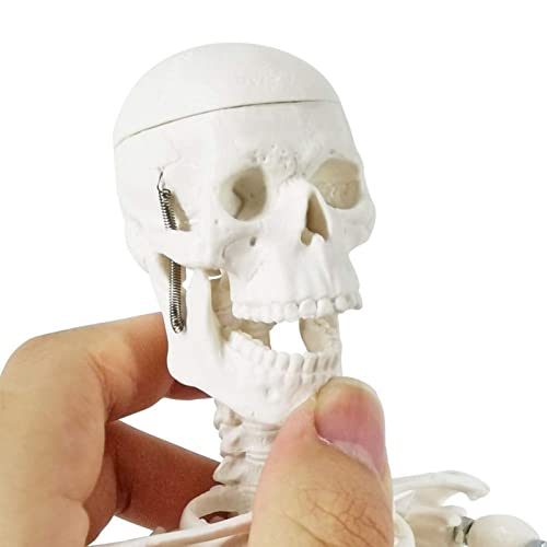 Mini modello scheletro umano per anatomia - 45,7 cm - Modello scheletro umano completo con braccio e gambe mobili su base in plastica - Per l'apprendimento medico dei bambini - Attrezzo