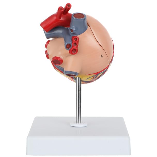 Axis Scientific 2-Part Life-Size Canine Heart Anatomy Model - Detailed Canine Heart Anatomy Model for Veterinarians, Teachers, Students -includes Study Guide - Durable and Realistic