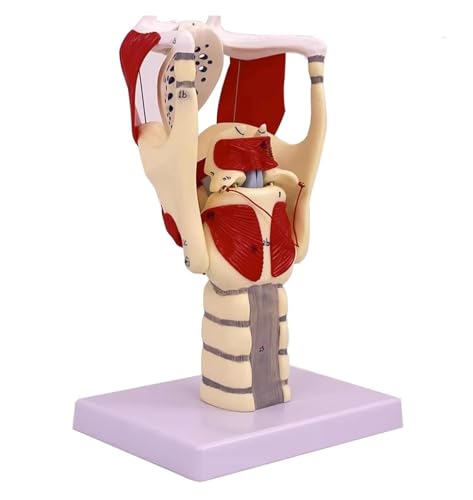 Modèle de pharynx humain pour cours d'anatomie et recherche médicale - 6