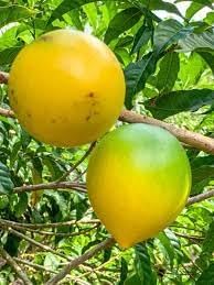 Nuevas semillas frescas de fruta caimito 100pcs Generic