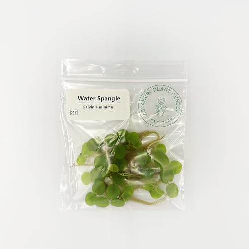 Water Spangle, Salvinia Minima, Live Aquarium/Aquatic/Freshwater/Floating/Pond Plant/Planted Tank/Aquascaping/Paludarium by Aquarium Plant Center (6 Plants, 30+ Leaves)