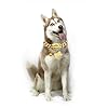 Chain-Dog-Collars-for-Medium-Large-Dogs-Heavy-Duty-19MM-Gold-Cuban-Link-Dog-Collar-Chew-Proof-with-Customized-ID-Tag-18 Stylish and Durable Gold Cuban Link Dog Collars - Customizable