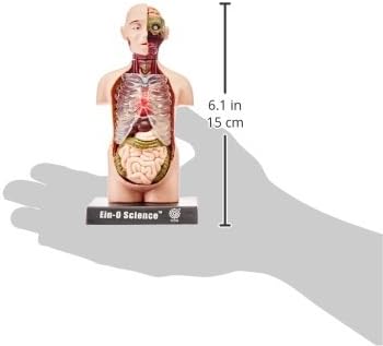 TeDCo Bio Signs Human Anatomy - Torso