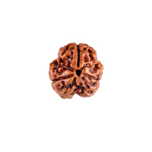 Image of Divine Hindu Original 3 Mukhi (Three Face) Indonesia Rudraksha | Teen Mukhi Rudraksh Bead for Meditation, Protection & Spiritual Growth | Natural Rudraksha for Men & Women | Prayer Bead for Success