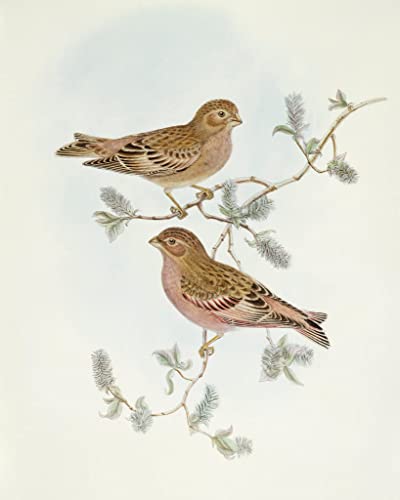 Toile murale oiseau Rosy Finch par John Gould - Tableau salon abstrait 60x90cm
