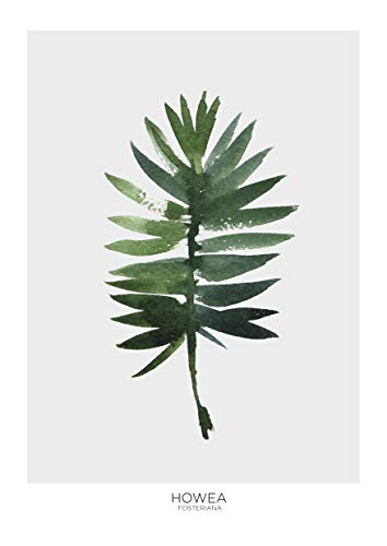 Desconocido LÁMINA BOTÁNICA HOWEA