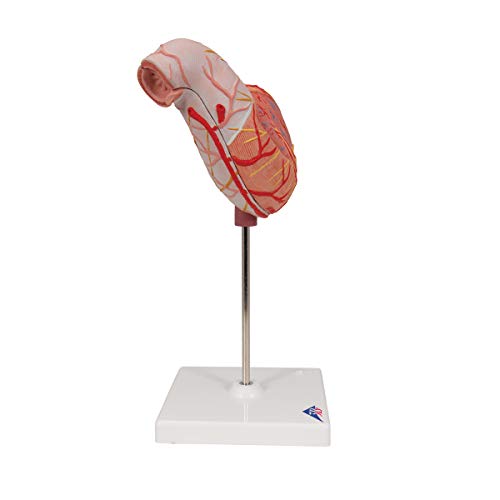 Image of 3B Scientific K15 Stomach Model - 3B Smart Anatomy