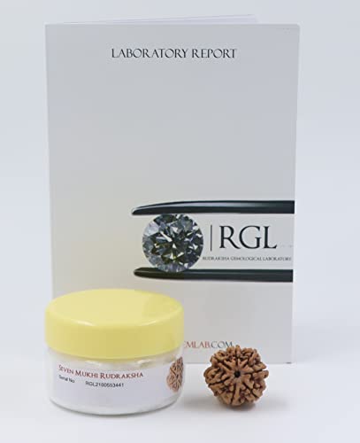 ShivaRatna 7 Mukhi/Rudraksha de siete caras con certificado de autenticidad (gama Elite)