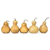 Box of 5 Dried Bottle Gourds - 4" Diameter, Ready for Crafting and Decorating